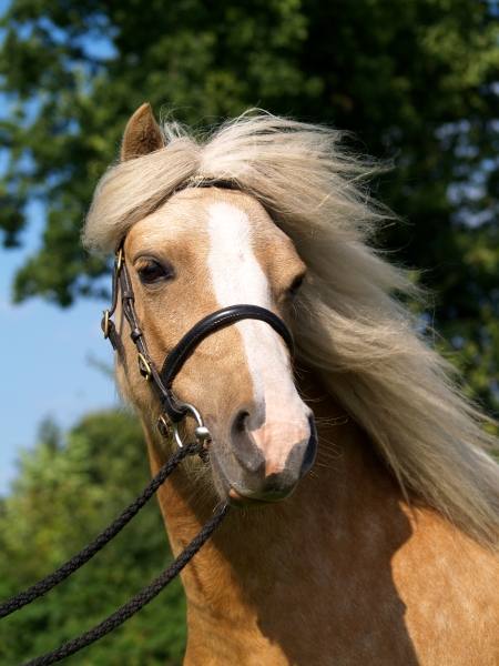 cavallo ritratto cavalli stallone castrone cavalla