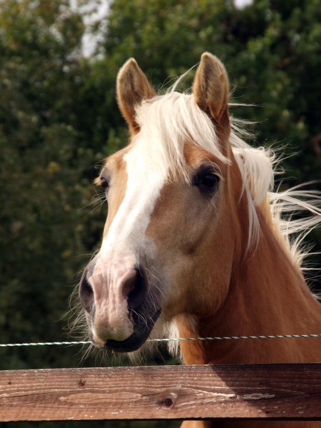 profilo ritratto cavallo stallone castrone ciuffo