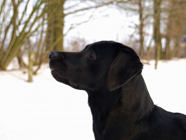 ritratto del cane nella neve