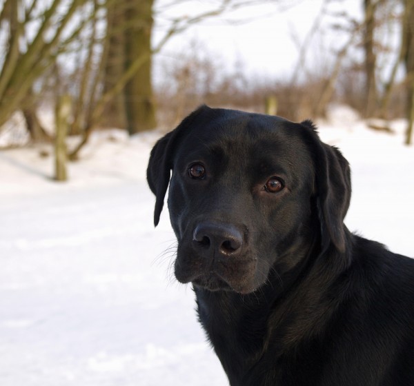 ritratto di cane nella neve