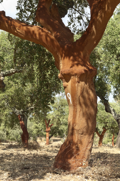 251 foto e immagini di Sughero Albero - Getty Images