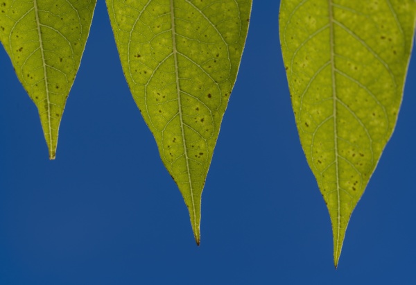 foglie verdi contro cielo blu