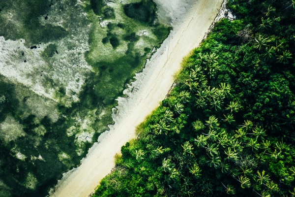 vista aerea di palme sulla spiaggia