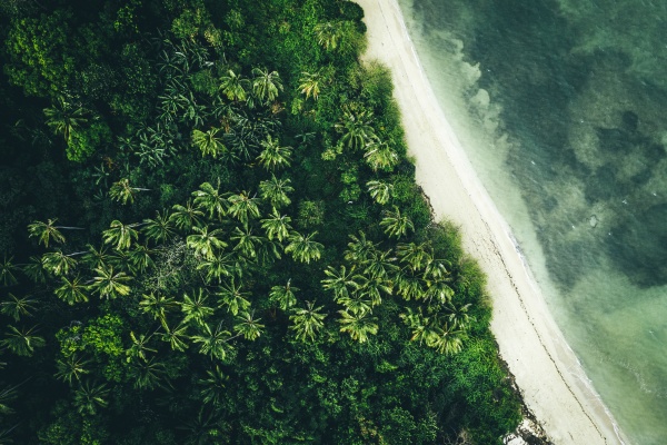 vista aerea delle palme sulla spiaggia