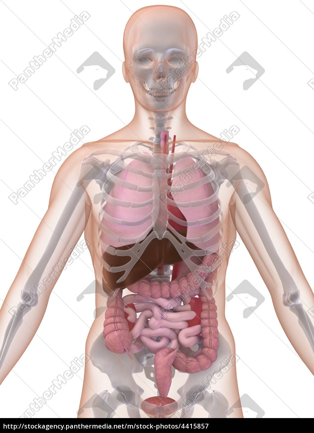 anatomia umana - Foto stock #4415857  Comprate Immagini RF da Panthermedia