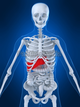 anatomia umana - Foto stock #4415857  Comprate Immagini RF da Panthermedia