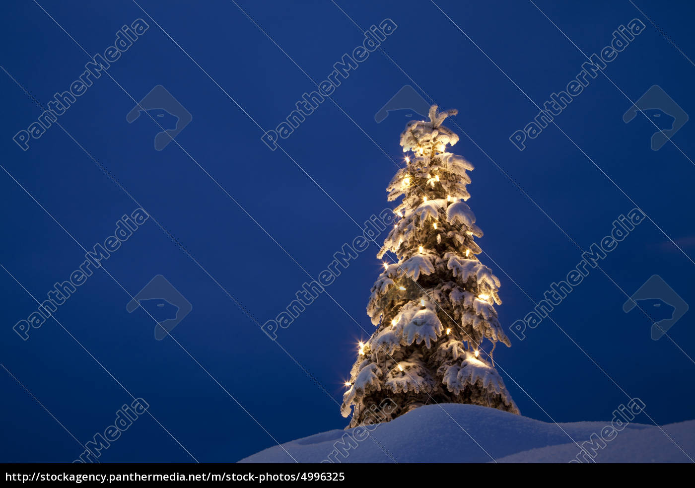 Albero Di Natale Java.Albero Di Natale Nella Neve Inverno Foto Stock 4996325 Comprate Immagini Rf Da Panthermedia