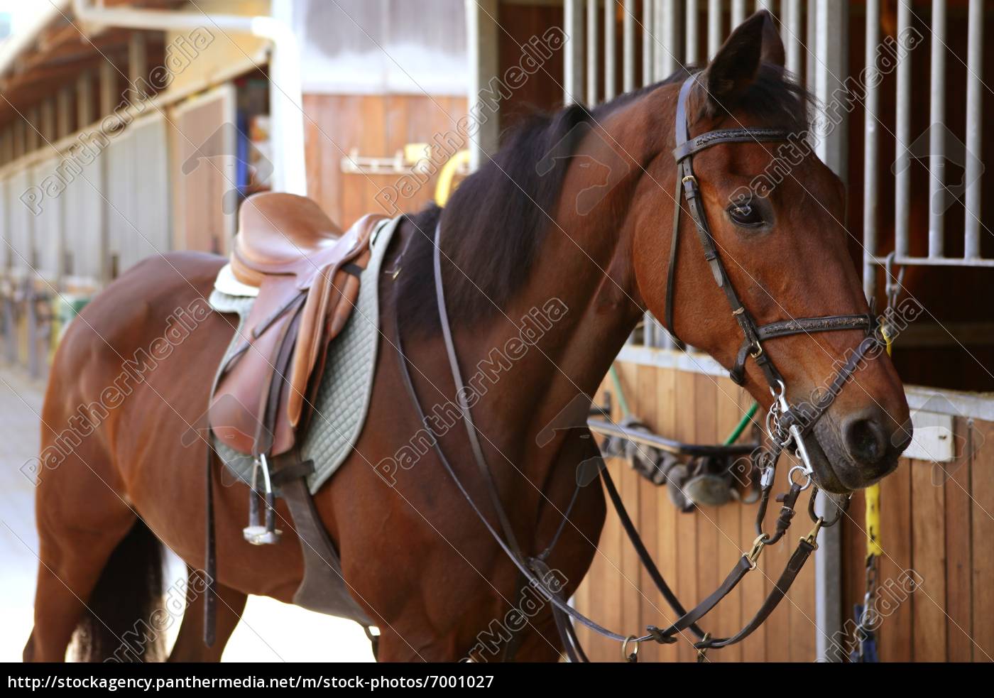 cavallo del brown con la sella e le redini - Foto stock #7001027