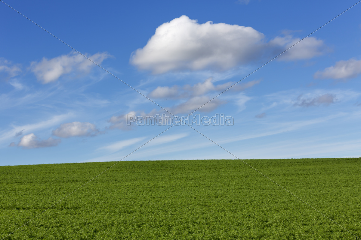 cielo e prato