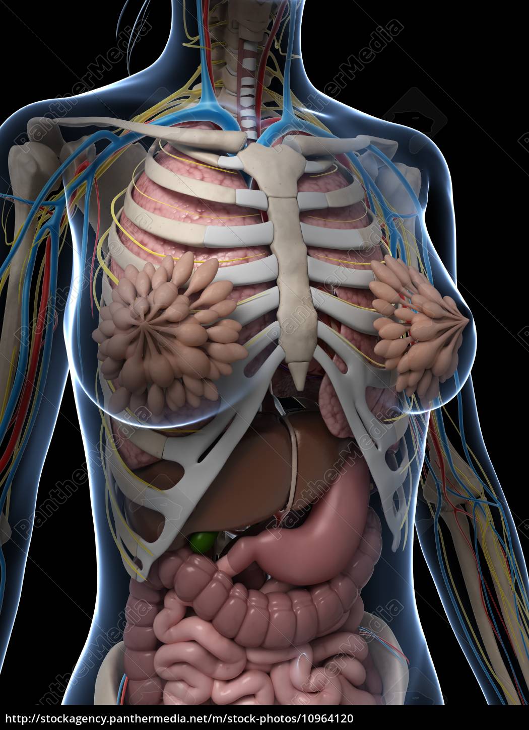 diagramma di anatomia femminile umana