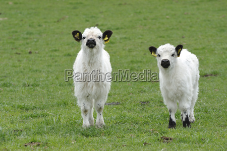 Galloway mostra il bestiame