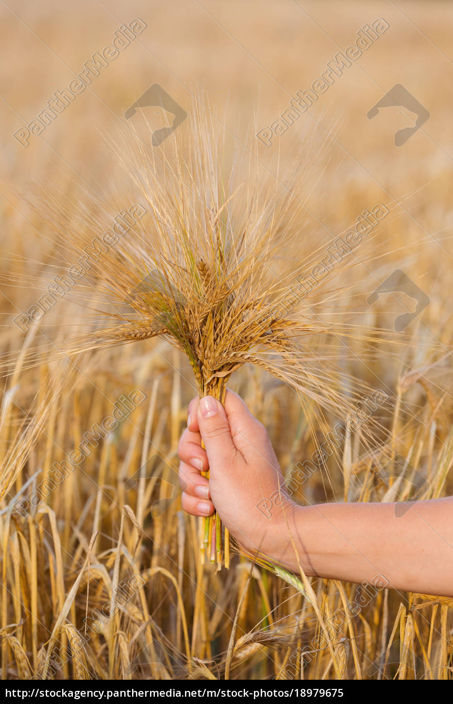 Spighe di grano orzo in mano - Foto stock #18979675