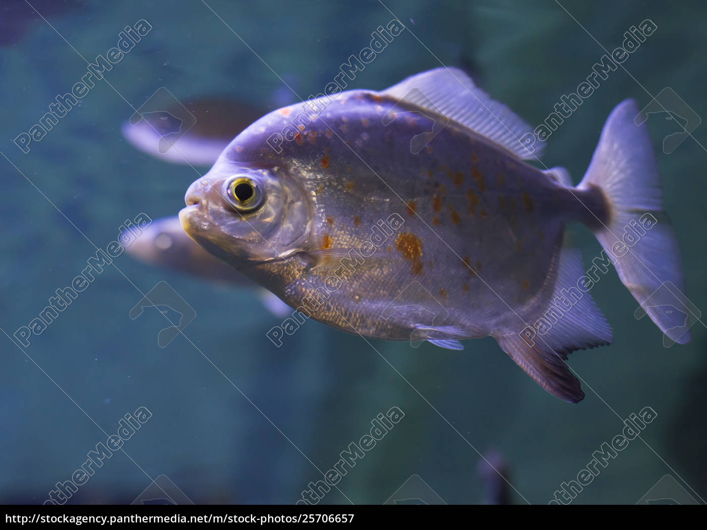 piranha dal ventre rosso