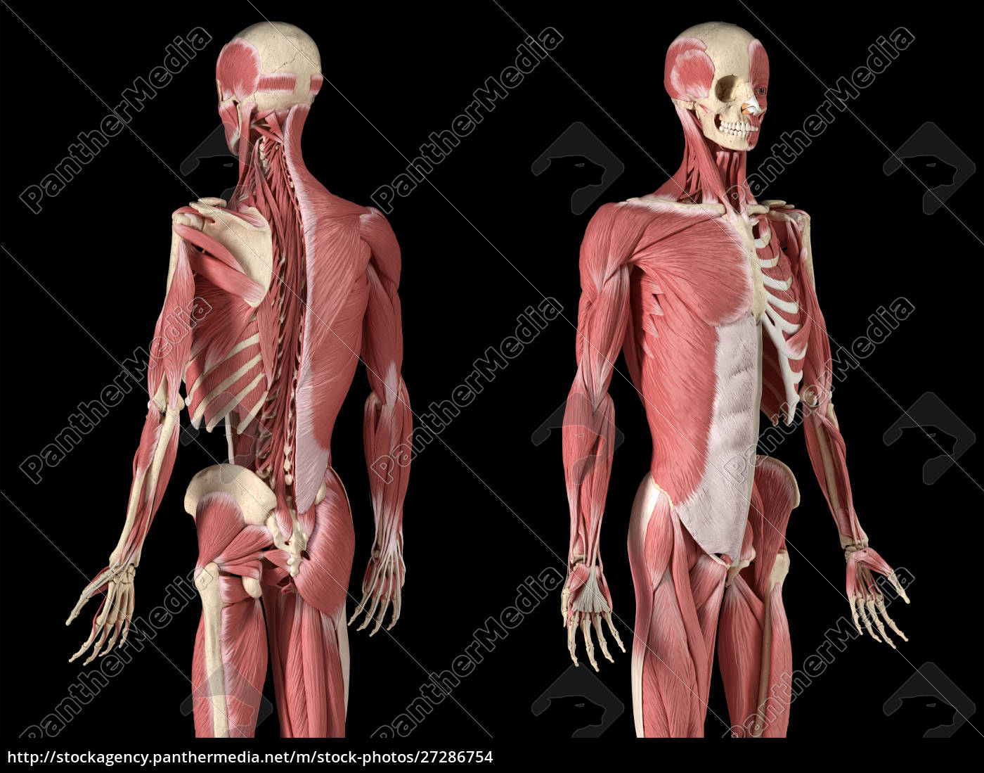 Anatomia maschile umana sistemi muscolari e - Stockphoto #27286754