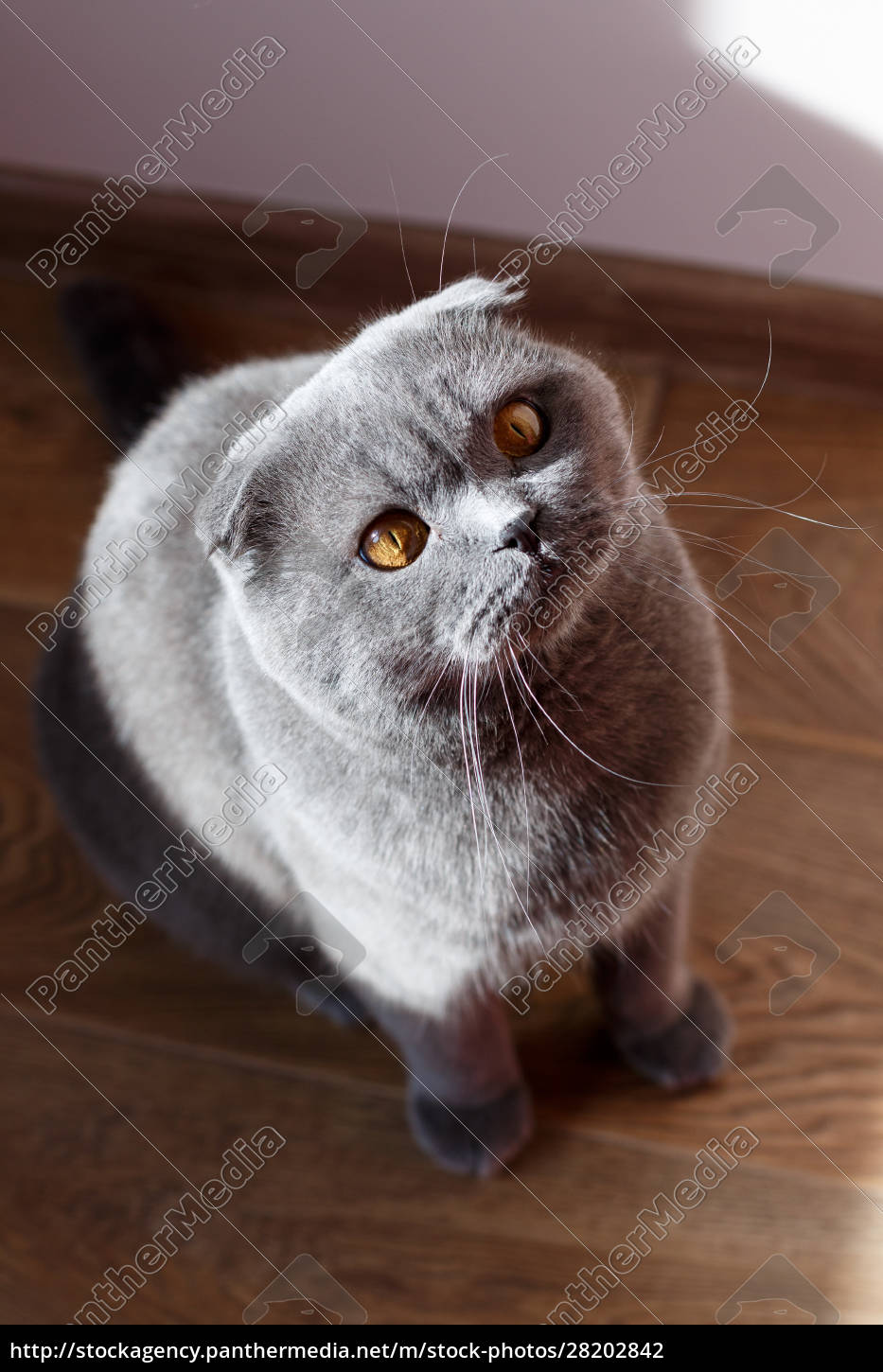 Gatto Scottish Fold medio