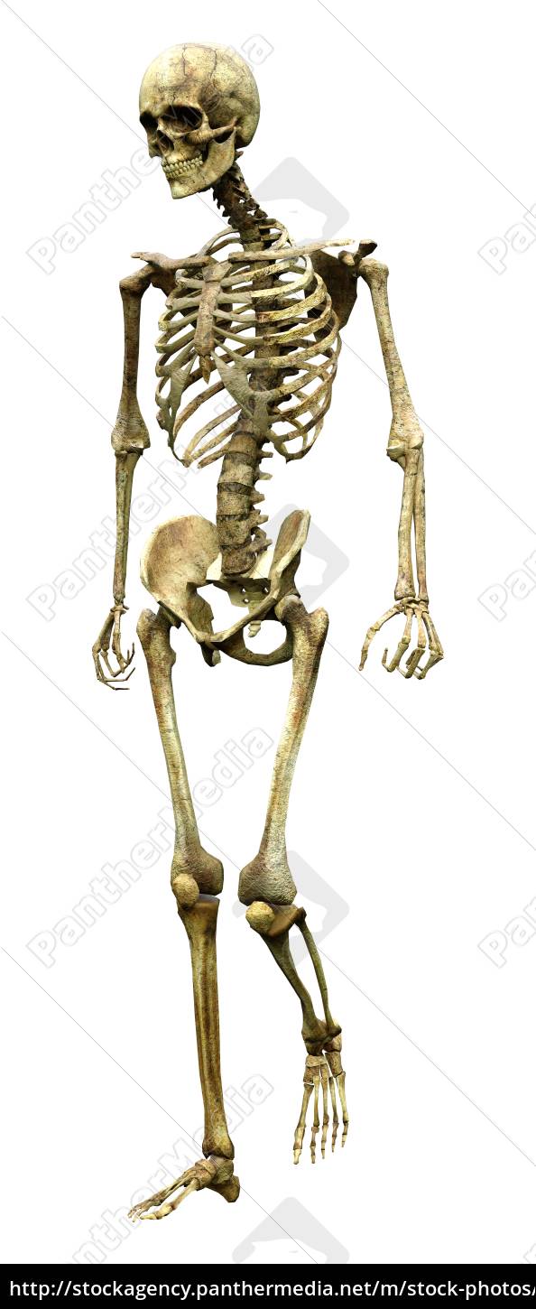 Rendering 3D dello scheletro umano su bianco - Stockphoto #31474701